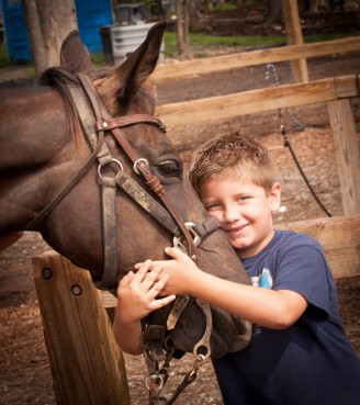 horse 608